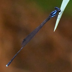 Prodasineura collaris