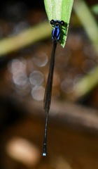 Prodasineura collaris