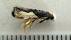 Monopis monachella