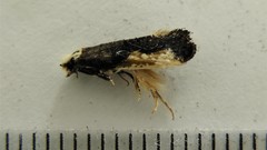 Monopis monachella