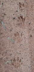 Procyon cancrivorus