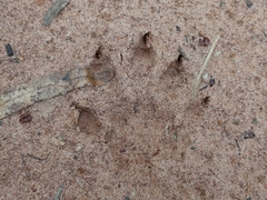 Procyon cancrivorus