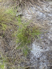 Psoralea lupinella image