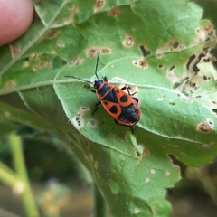 Pyrrhocoris apterus