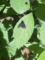 Chrysopilus velutinus