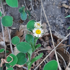 Erigeron