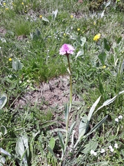 Traunsteinera globosa