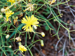 Launaea lanifera