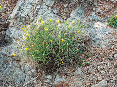 Launaea lanifera