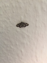 Anania coronata