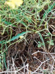 Launaea lanifera