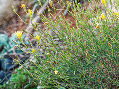 Launaea lanifera