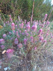Trifolium purpureum