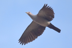 Green Imperial Pigeon photo 1