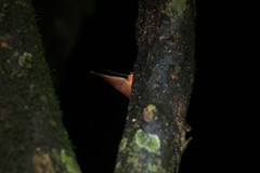 Hypopyra vespertilio