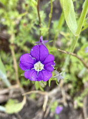 Legousia speculum-veneris