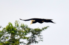 Anthracoceros malayanus