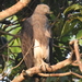 Lesser Fish-Eagle - Photo (c) Tan Kok Hui, some rights reserved (CC BY-NC), uploaded by Tan Kok Hui