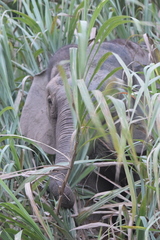Elephas maximus borneensis