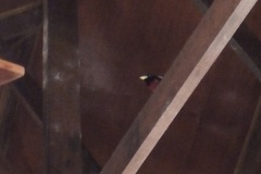 Cymbirhynchus macrorhynchos