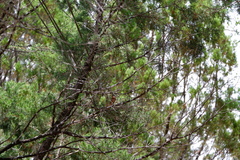 Passerina ciris pallidior