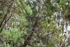 Passerina ciris pallidior