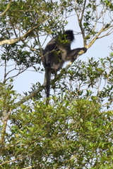 Trachypithecus cristatus