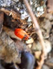 Pyrrhocoris apterus