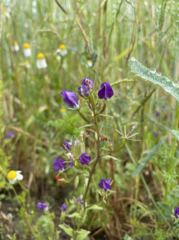 Legousia speculum-veneris