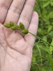 Carex alata