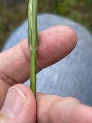Carex alata