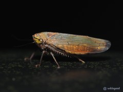 Drabescus