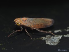 Drabescus
