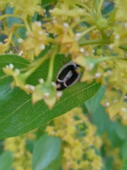 Phyllodromica marginata