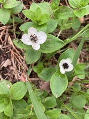 Cornus suecica