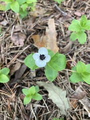 Cornus suecica
