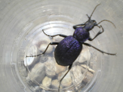 Carabus scabrosus tauricus