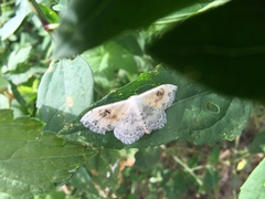 Scopula indicataria