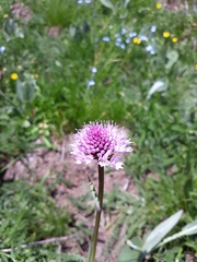 Traunsteinera globosa