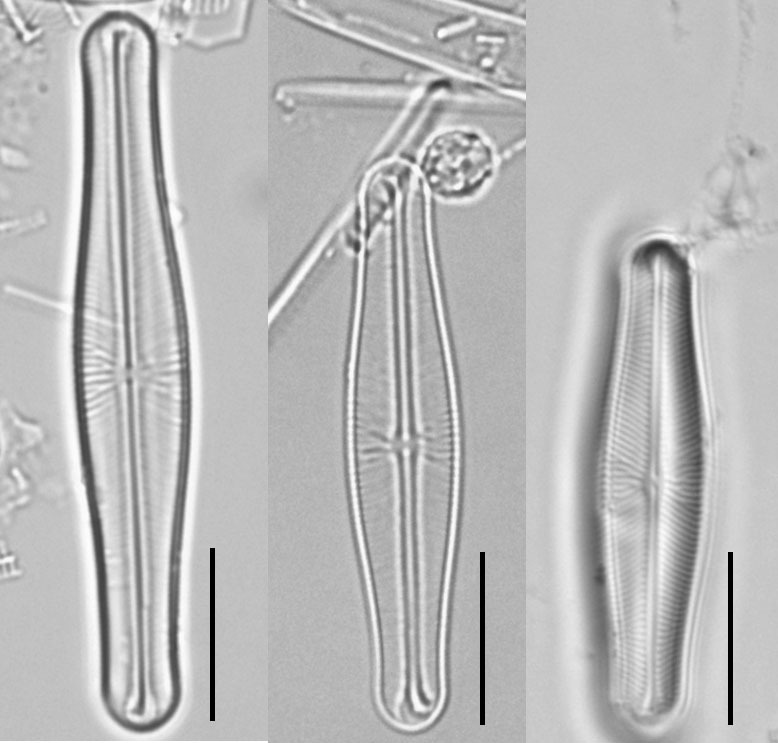 Envekadea vanlandinghamii