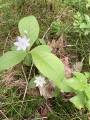 Lysimachia europaea