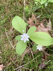 Lysimachia europaea