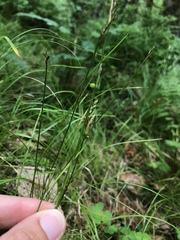 Carex alba