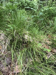 Carex alba