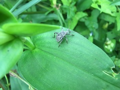 Acanthocoris sordidus