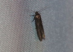 Holcocera chalcofrontella
