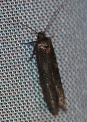 Holcocera chalcofrontella