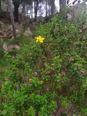 Hypericum balearicum