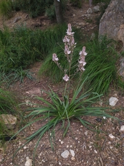 Asphodelus ramosus ramosus