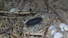 Porcellio hoffmannseggii